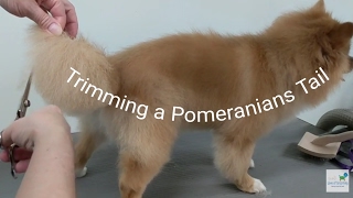 How to Trim a Pomeranians Tail [upl. by Regazzi]