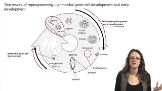 41 Introduction to epigenetic reprogramming of the maternal and paternal genomes  Epigenetic [upl. by Rintoul]