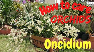 How to care for Oncidium orchids  Orchid care for beginners [upl. by Euk8]