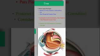 Partes de la Úvea Anatomía [upl. by Noell]
