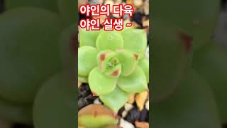 귀욤귀욤 행복 가득한 밤 되세요이찬원 파종이 실생 다육 다유기 다육이 다육식물 반려식물 다육판매 다육이판매 다육이키우기 다육인스타그램 매혹이 청주 야인 [upl. by Fredia55]