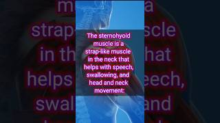 Anatomy  stenohyoid muscle medical 3d anatomy head neck muscle short biology science yt [upl. by Ylesara]