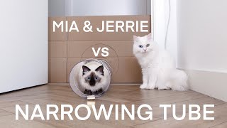 Mia and Jerrie vs Narrowing tube  or Mia vs Jerrie in narrowing tube haha  mmeowmmia [upl. by Assirat]