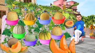 Plastic Containers Kharbuja Terrace Garden Muskmelon Sharbat Hindi Kahaniya Stories Moral Stories [upl. by Zurc]