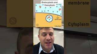 Endocytosis vs exocytosis [upl. by Brendin]