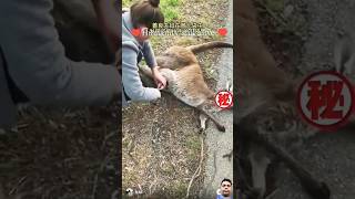 Accident in kill Kangaroo save child love savelifes cute kangaroo rescuelife straypets [upl. by Renferd]