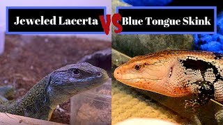 Blue Tongue Skink Vs Jeweled Lacerta  Best Beginner Lizard Challenge [upl. by Elmajian]