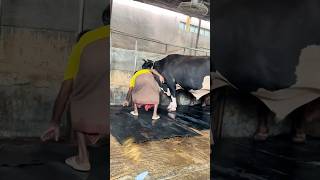 Workers Fix The Giant cow Mats After Cleaning The Farm Every Day  Cattle Farming 2024 [upl. by Vidal]