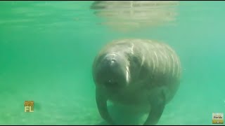 Florida Day Trip Swim With a Manatee [upl. by Annawad]