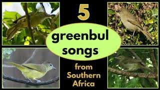 5 GREENBUL SONGS from Southern Africa [upl. by Doner632]