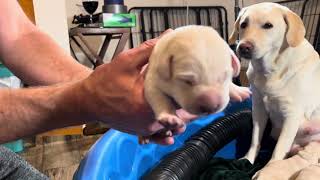 6 Day Old Lab Puppies WEIGH IN [upl. by Brenna]