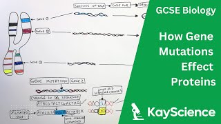 Gene Mutations  GCSE Biology  kaysciencecom [upl. by Goode]