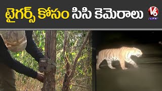 Forest Department Officials Arrange CC Cameras Over Increase Of Tigers  Nallamala Forest  V6 Life [upl. by Secnarfyram58]