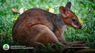 Dusky Pademelon Thylogale brunii of Papua New Guinea and WestPapua [upl. by Aerdnad]