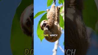 AMAZING Sloth Facts You Never Knew shorts wildlife wildanimals [upl. by Htebiram]