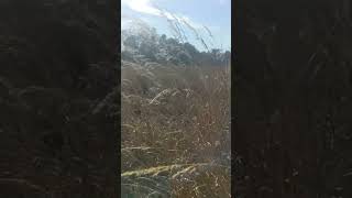 Wind amp Grass Natures ASMR [upl. by Anaujat]