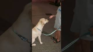 Dog walk labrador petlover happydog [upl. by Coppock]