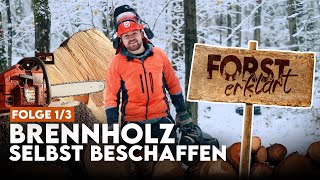 So kommst Du an Brennholz  selber schlagen  Forst erklärt BrennholzDIY Part 13 [upl. by Eras]