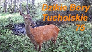 Dzikie Bory Tucholskie odcinek 75 [upl. by Idissak653]