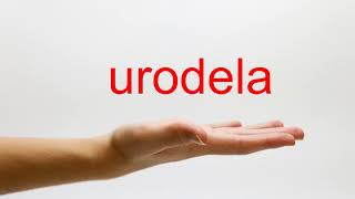 How to Pronounce urodela  American English [upl. by Kirbie]