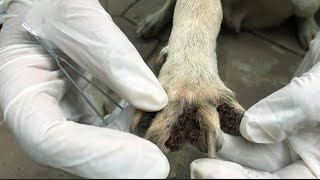 Million Tlcks Removal on Poor Dogs Paw [upl. by Golter570]