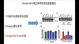 研途指南western blotWB蛋白条带处理及数据量化 PS条带处理ImageJ条带量化Graphpad统计作图，一次搞定科研三巨头 [upl. by Ereynihc]