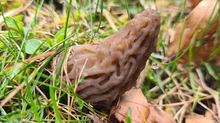 Morilles coniques Nouveau spot Saison 2024 morilles [upl. by Temple515]