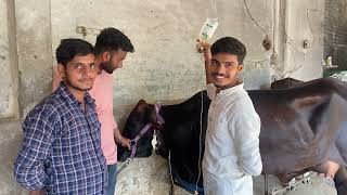 Treatment of theileriosis in cow amp buffalo l Symptoms of theileriosis l dr umar khan [upl. by Kentiga167]