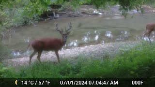 Caterwauling cat camera eating squirrel KY Trail Cam Adventures [upl. by Acirretahs]