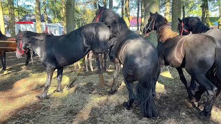 Zuidlaardermarkt Pferdemarkt Paardenmarkt in Holland 17102023 [upl. by Olinad183]