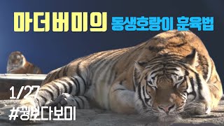 마덜범의 재발견 마덜범 훈육법 태범이는훌륭하다🦉꿩보다보미 [upl. by Odlaniger]