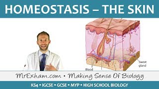 Homeostasis and the Skin  GCSE Biology 91 [upl. by Patrice]