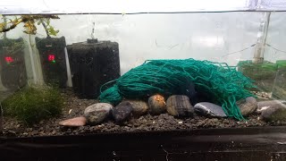 Praecox Rainbowfish Tank Setup for Spawning Mop [upl. by Aneev900]