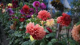 quotWinter Dahlia Delight A Seasonal Flower Showcasequot [upl. by Fernandina]