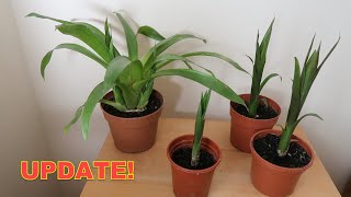 Bromeliad Propagation Update  Check Out These Guzmania Pups [upl. by Nitsud]