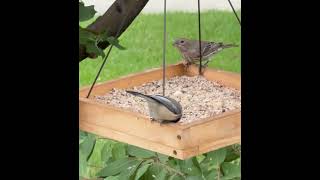 Black Capped Chickadee House Finch [upl. by Eenhat590]