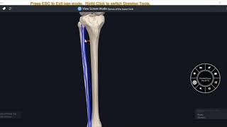 ANATOMY OF FIBULA 3D VIDEOLOWER LIMB3D ANATOMY [upl. by Norej]