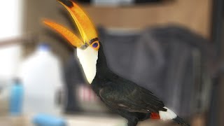 What a Toucan Sounds Like [upl. by Utir925]