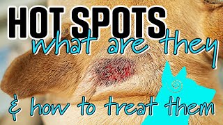 Hot Spots in dogs  What are they and how do you treat them [upl. by Finlay]