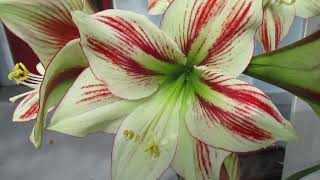 Ambiance vs Moon Scene Amaryllis Hippeastrum X Hybridum [upl. by Laoj]