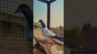 New aasmani high flyer pattha 🕊🔥💫  attitude pigeon video kabutar flyingpigeon viralvideo [upl. by Nasas615]