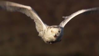 Master of the Sky Owl vs Wolf  Super Powered Owls  BBC Earth [upl. by Ynahpets]