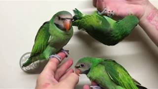 Parakeet Babies [upl. by Akerdna]