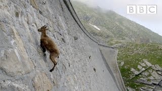 The incredible ibex defies gravity and climbs a dam  Forces of Nature with Brian Cox  BBC [upl. by Nyliram675]