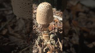 Freckled dapperling natural mushroomlife mushroom mushrooming foraging nature organic beauty [upl. by Zigrang]