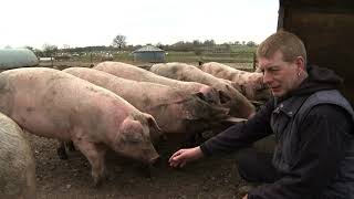 Humanising Gilts and Regumate  Outdoor Breeding  AHDB [upl. by Pasadis267]