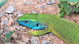 European Green Lizard Lies In The Morning Sun [upl. by Essa]