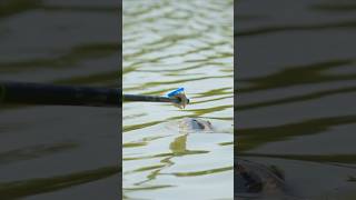 This fish tried to eat the float short shorts fishing [upl. by Amikat]