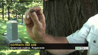 Trees with Don Leopold  northern red oak [upl. by Eelorac309]