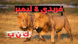 فريدي و ليمبر  اسدين اقوياء اتظلموا في جنوب افريقيا  تحالف اسود كروجر ناشيونال بارك [upl. by Aroon]